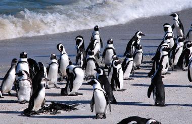 Boulders Penguins 2