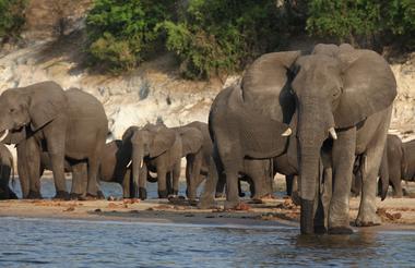 Chobe 17