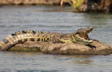 Chobe 2