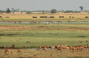 Chobe 3
