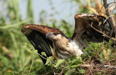 Chobe 5