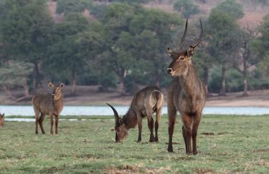 Chobe 6