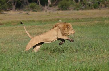 IMG_How high in the Delta in Moremi Game Reserve.1