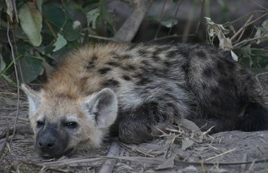IMG_Juvenile Hyaena in the Delta Moremi Game Reserve.1