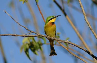 IMG_Little Bee-Eater in the Delta Moremi Game Reserve.1