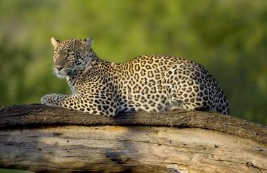 Ngorongoro 6
