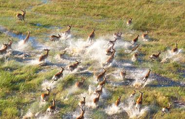 Okavango 1