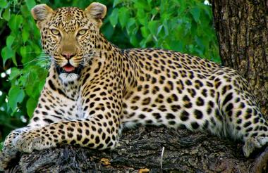Okavango 2