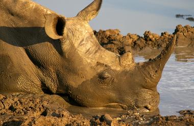 Rhino
