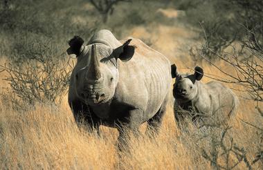 Tswalu.png