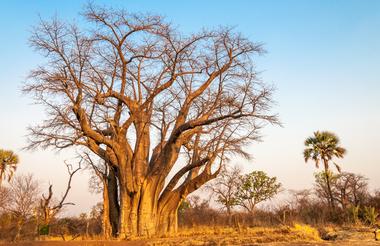 Vic Falls 9