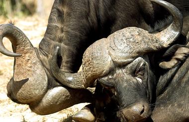 Buffalo sparring11