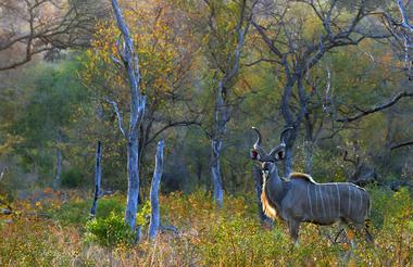 kudu51