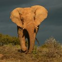 South Africa