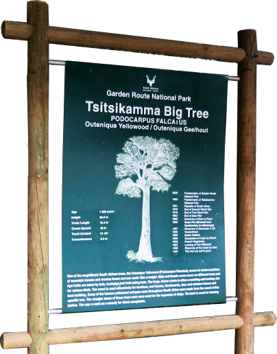 Tsitsikamma-Forest-Big-Tree