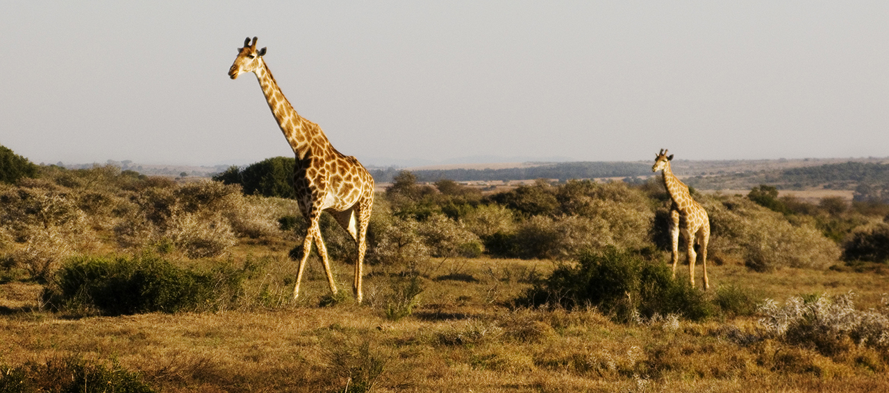 Vin Crosbie-Sidbury-Eastern-Cape-South-Africa Adventures Africa - Safari and ToursAdventures Africa – African Safari and Tours