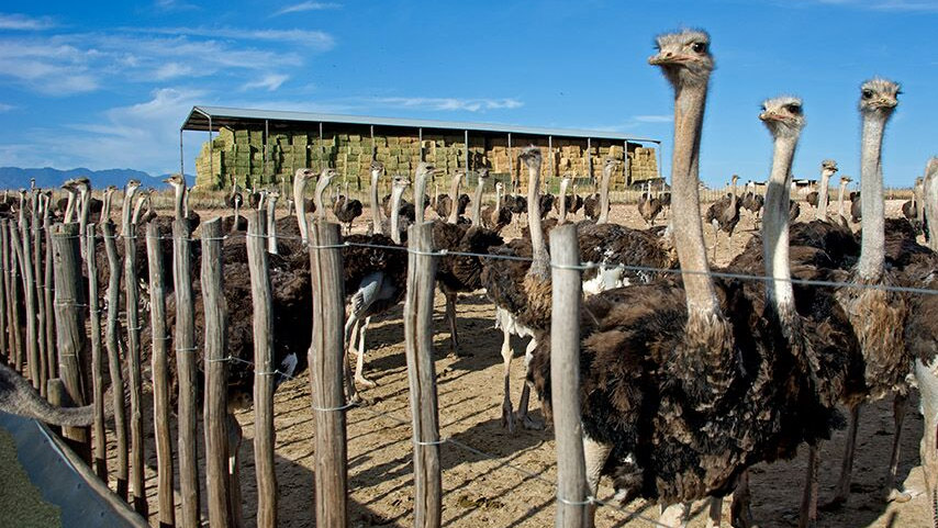 Cango Ostrich Show Farm