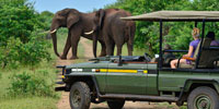 safari elephants