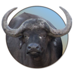 buffalo