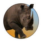 rhino