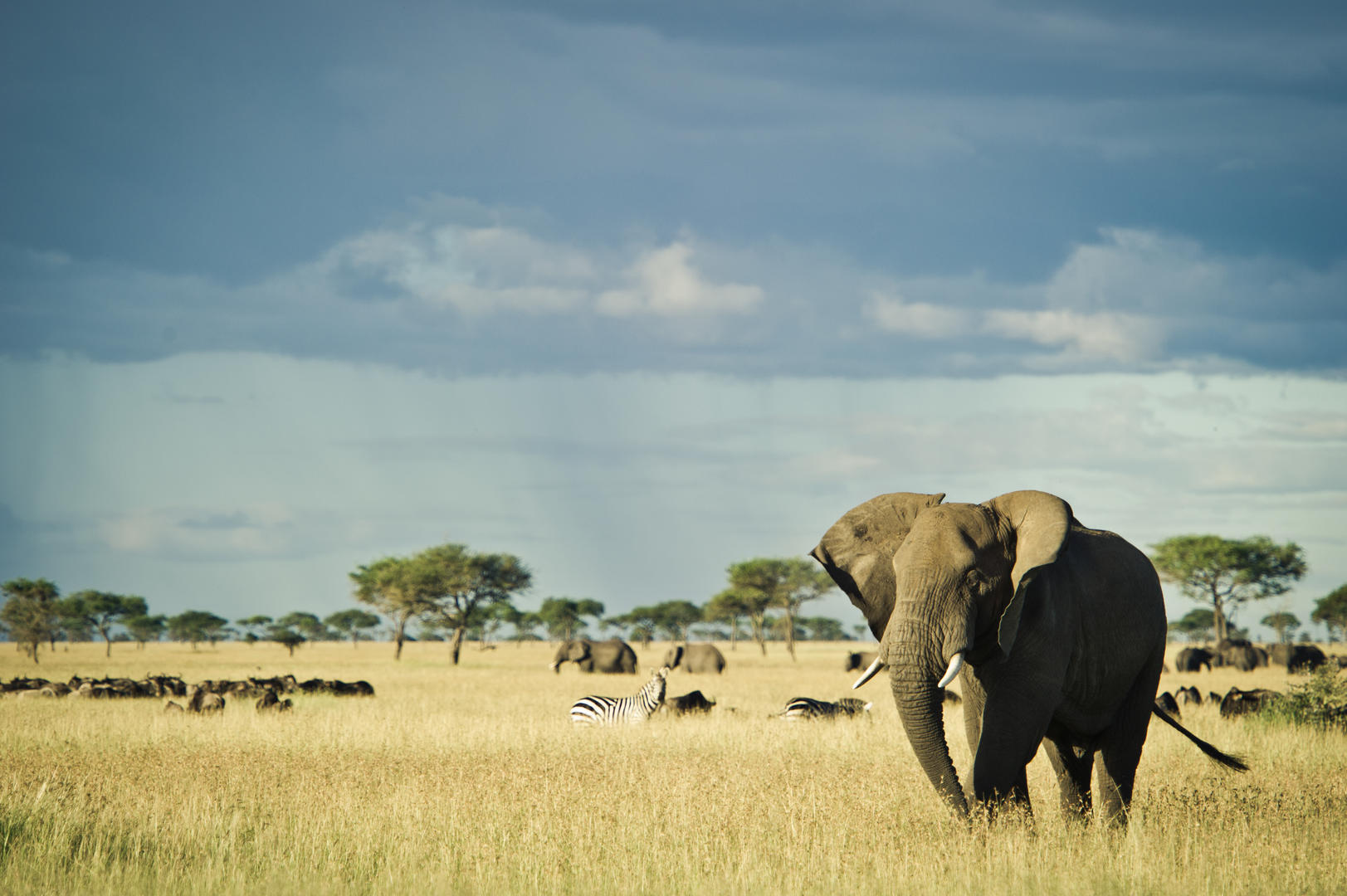 serengeti safari experience