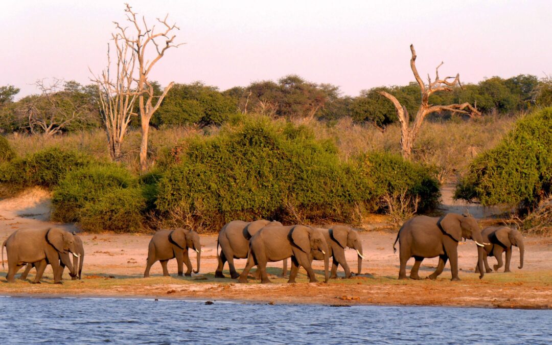 Okavango Delta