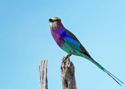 Chobe National Park with Adventures Africa