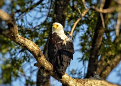 Chobe National Park with Adventures Africa