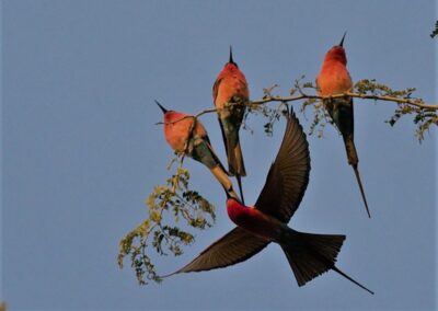 Chobe National Park with Adventures Africa