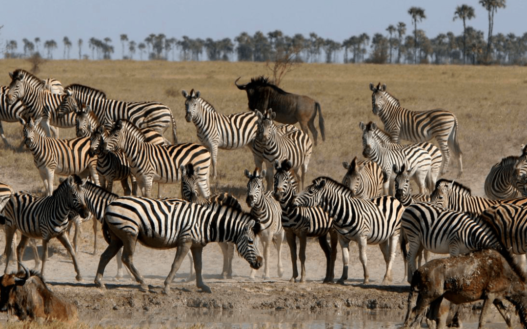 Botswana Signature Safari