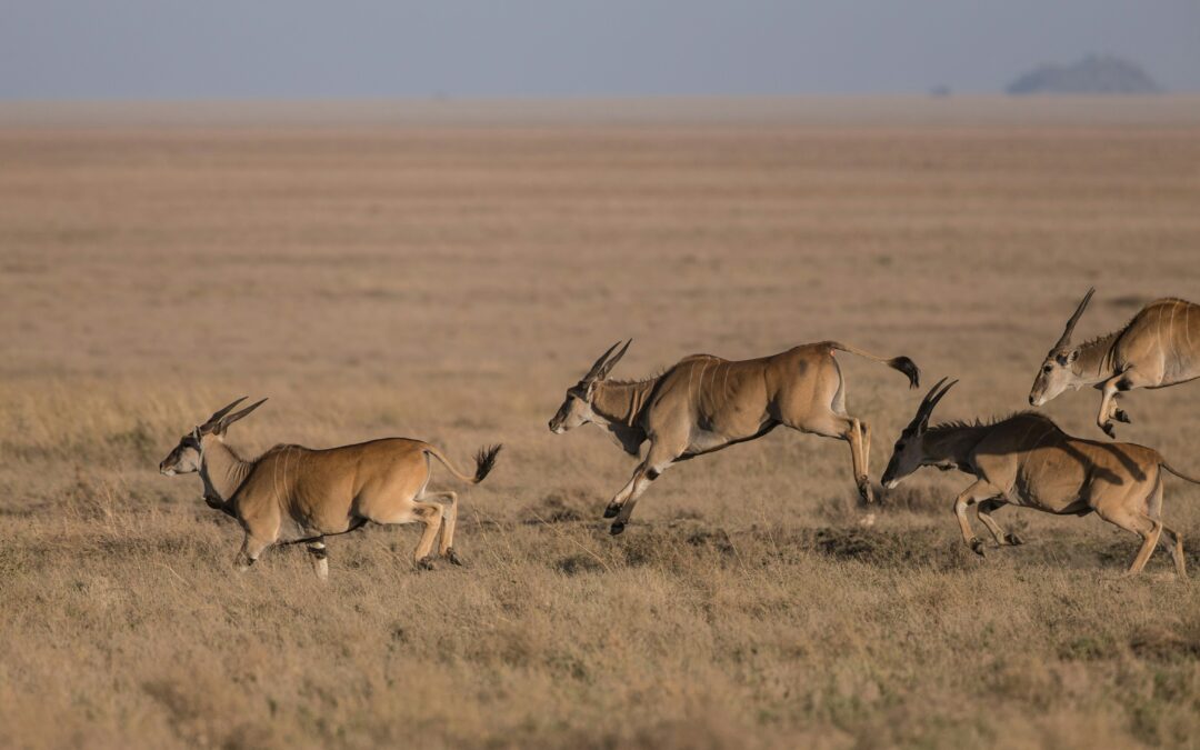 Central Kalahari Game Reserve