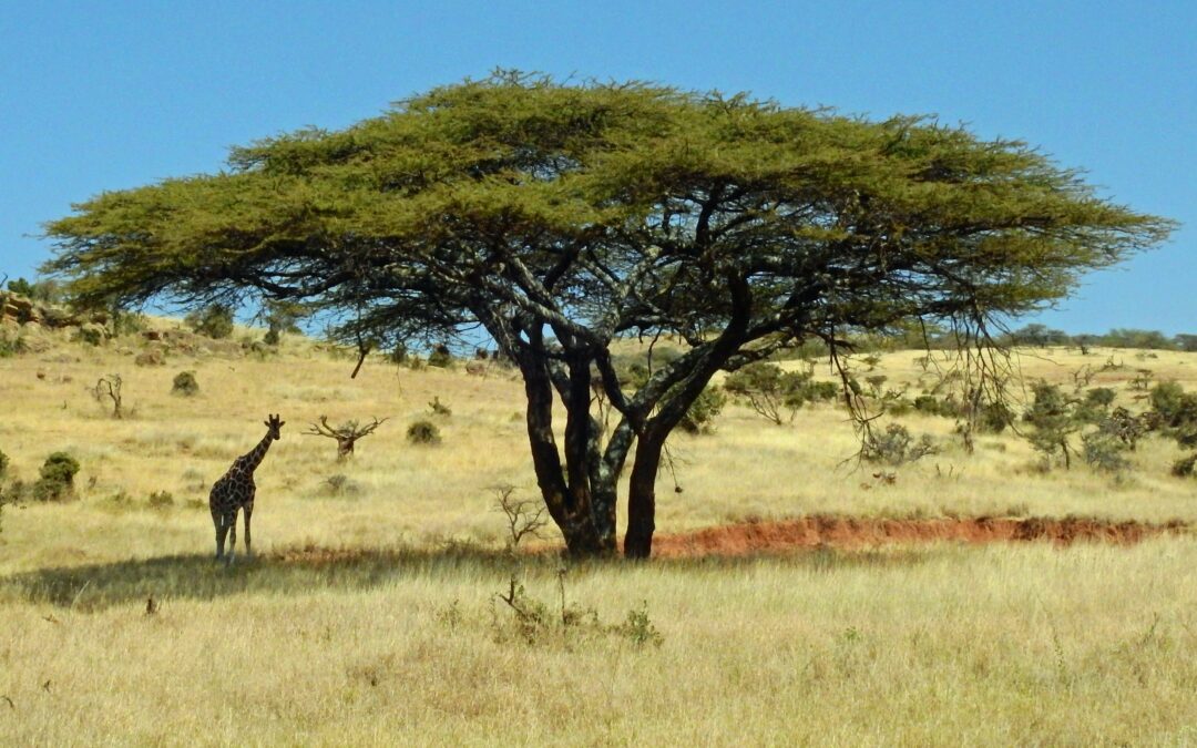 Kgalagadi Transfrontier Park