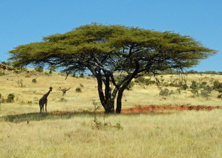 Kgalagadi Transfrontier Park