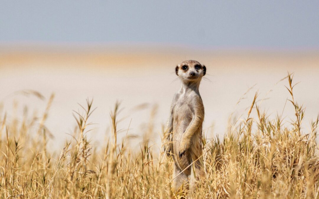 Makgadikgadi Pans