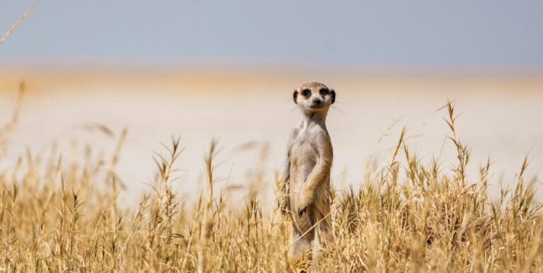 Makgadikgadi Pans