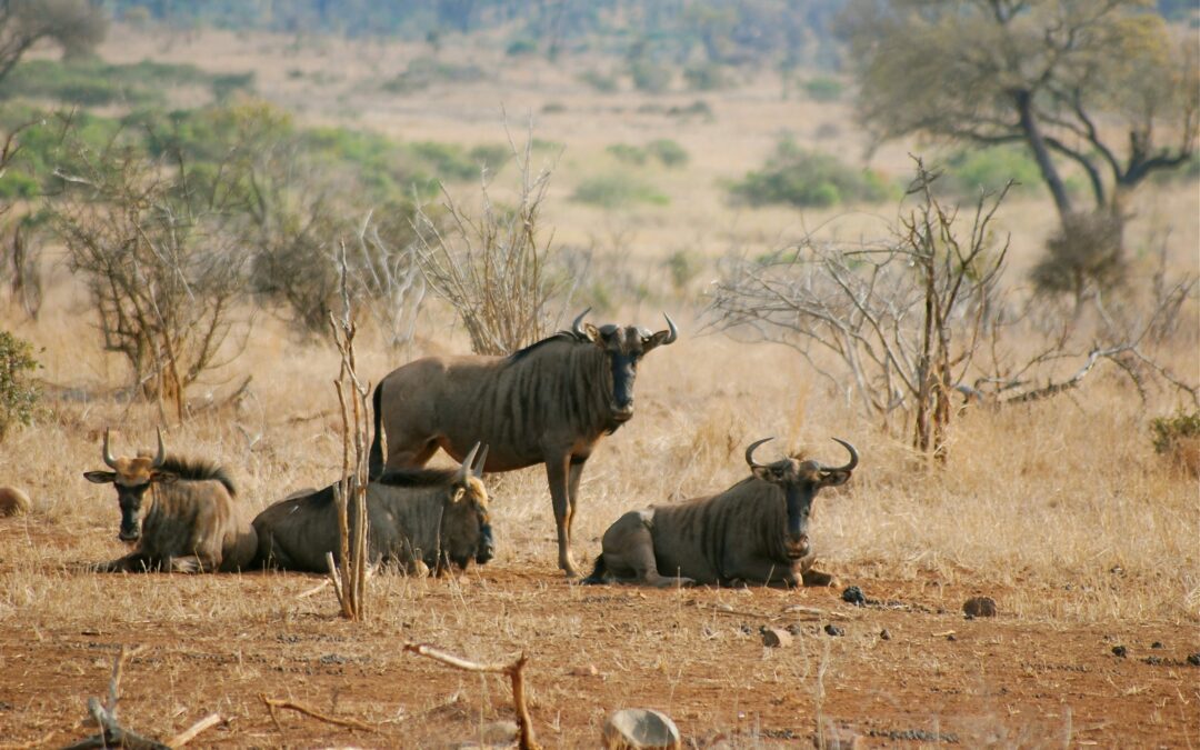 Mashatu Game Reserve