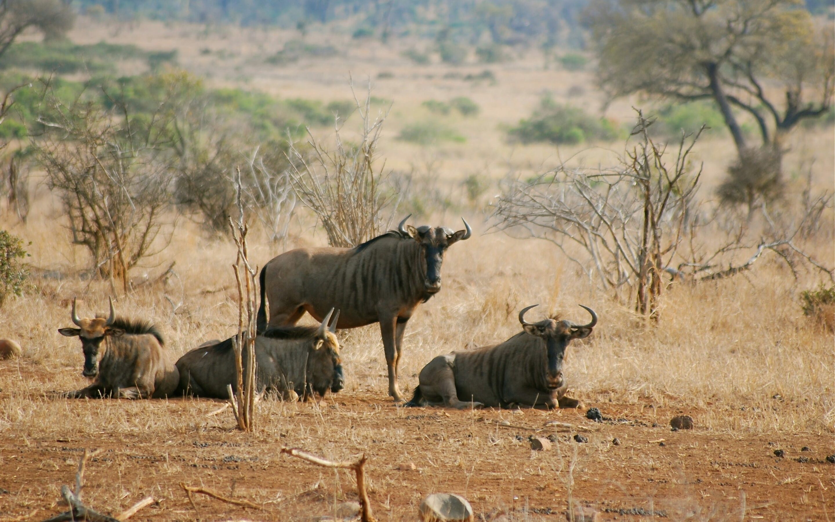 Mashatu Game Reserve