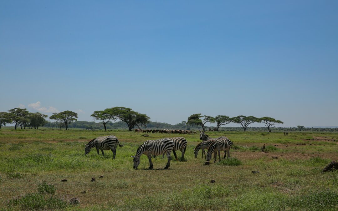 Moremi Game Reserve