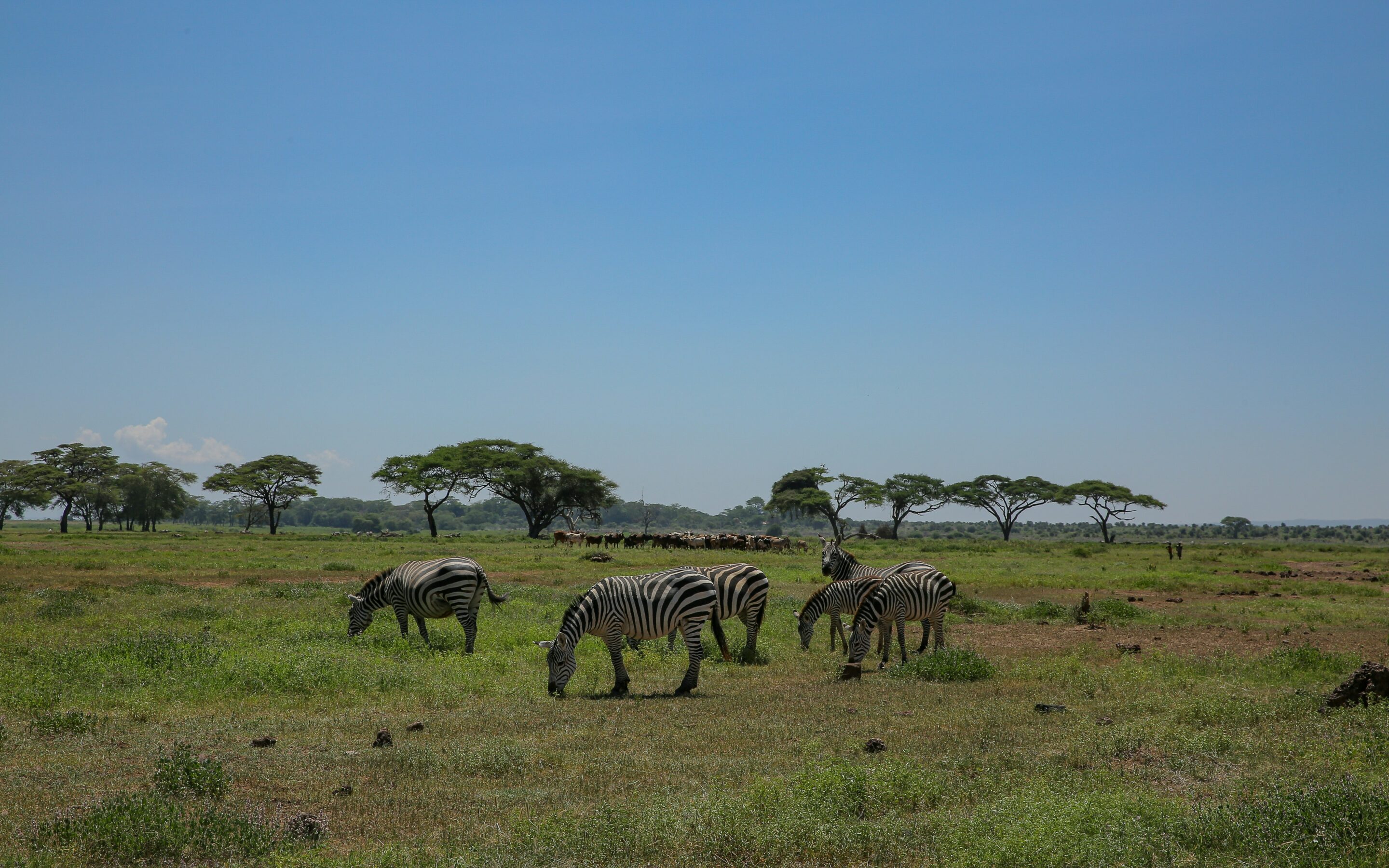 Moremi Game Reserve