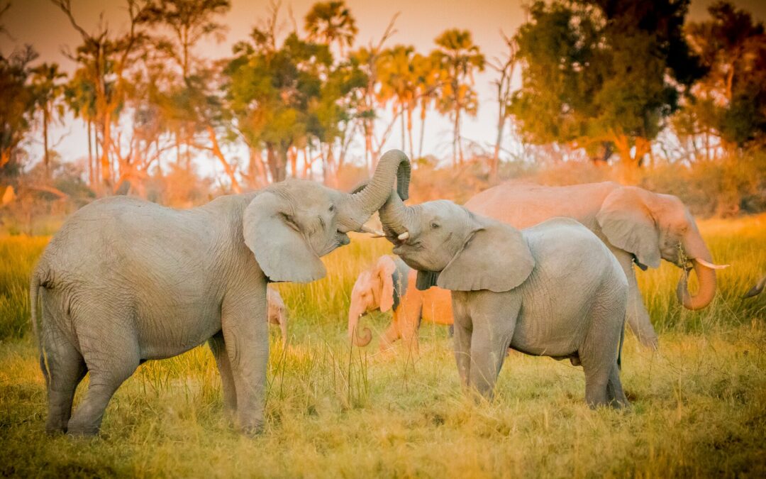 My First Botswana Safari