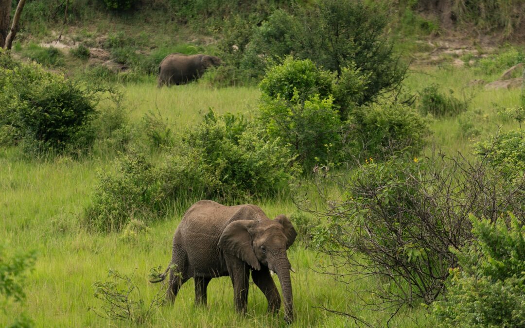 Northern Explorer Tanzania