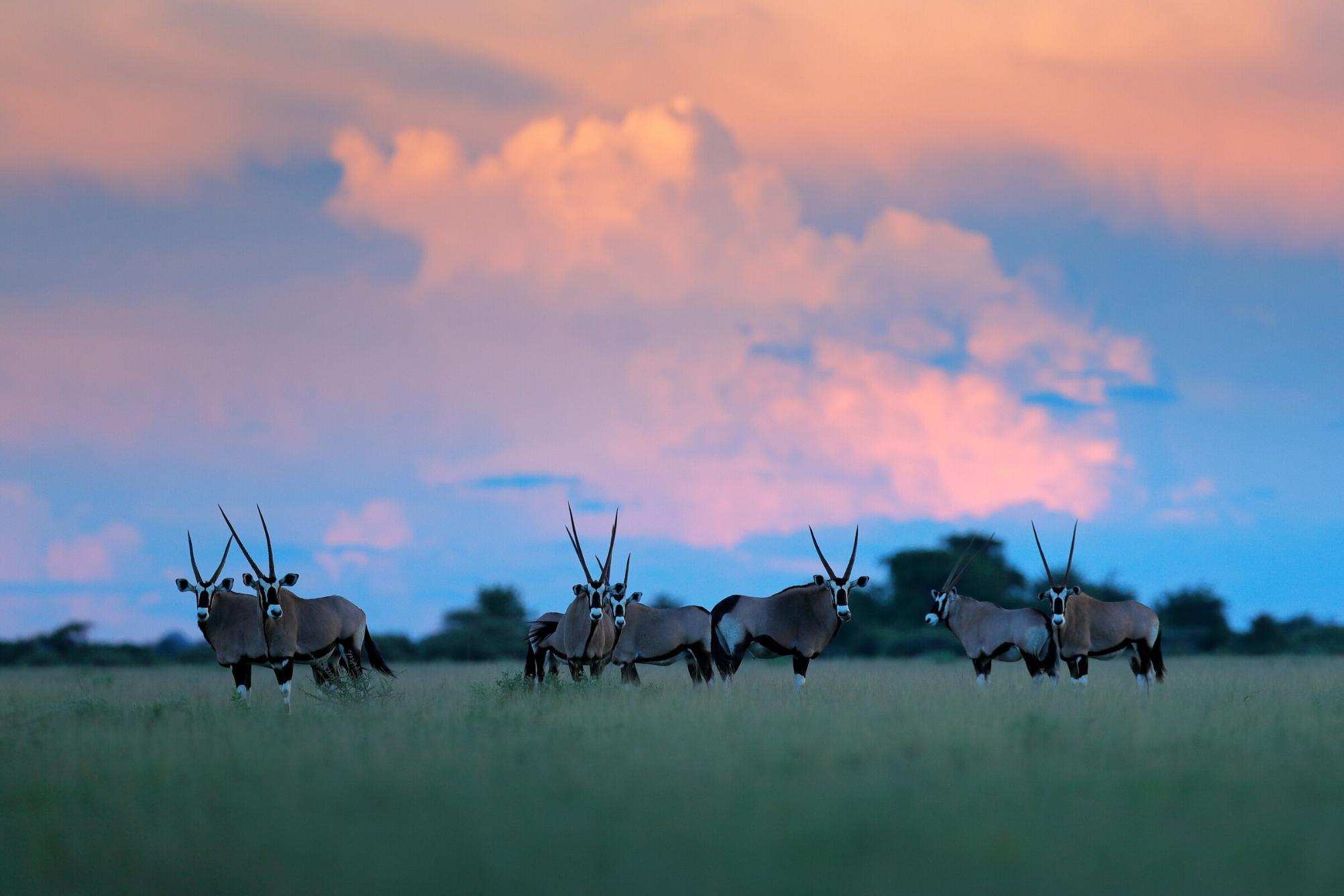Nxai Pan National Park - area overview