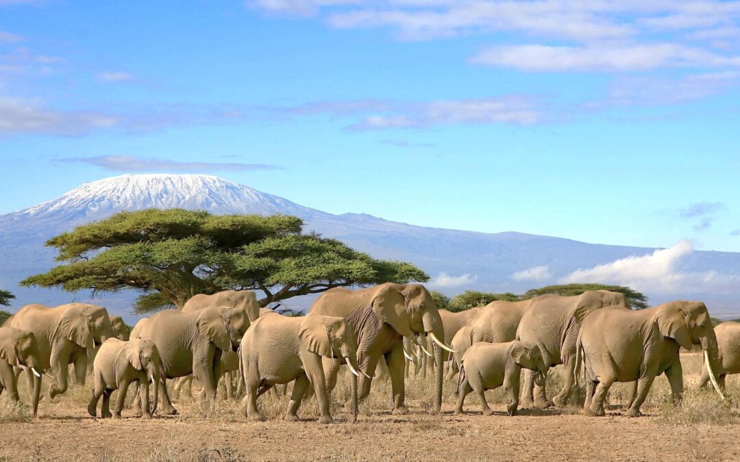 Amboseli National Park