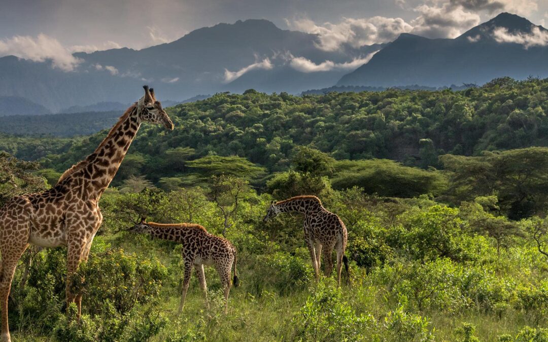 Arusha National Park