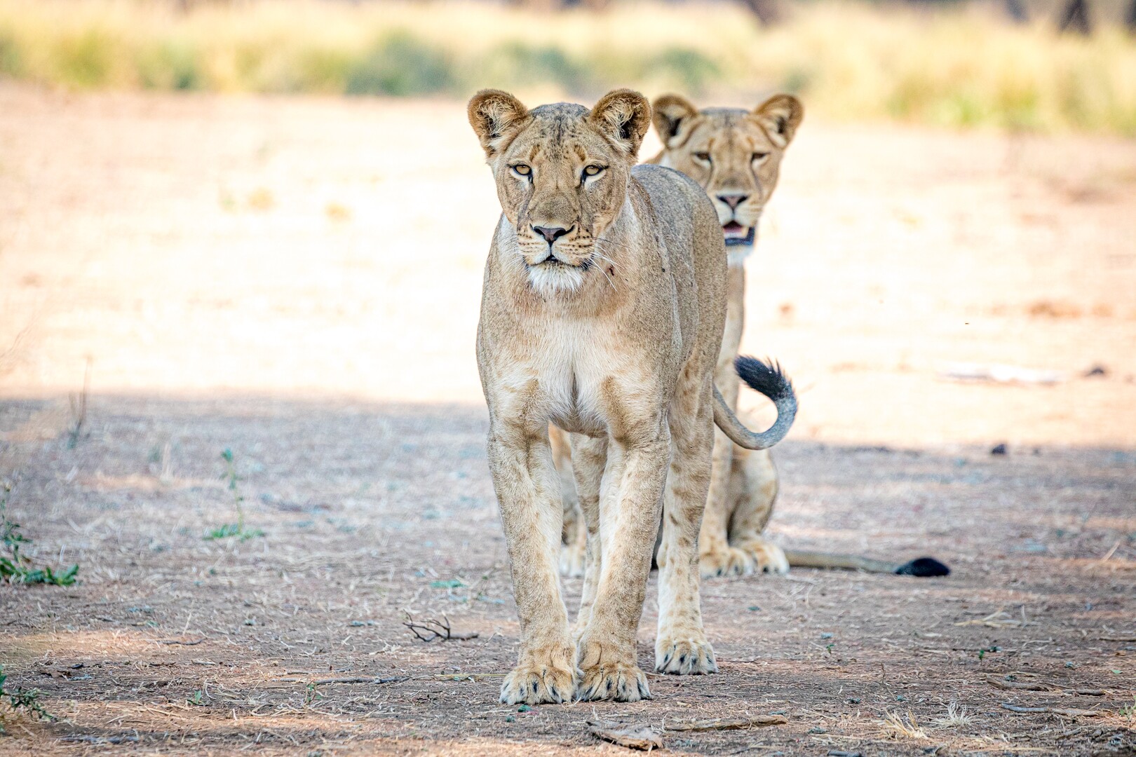 Best of Zambia Explorer
