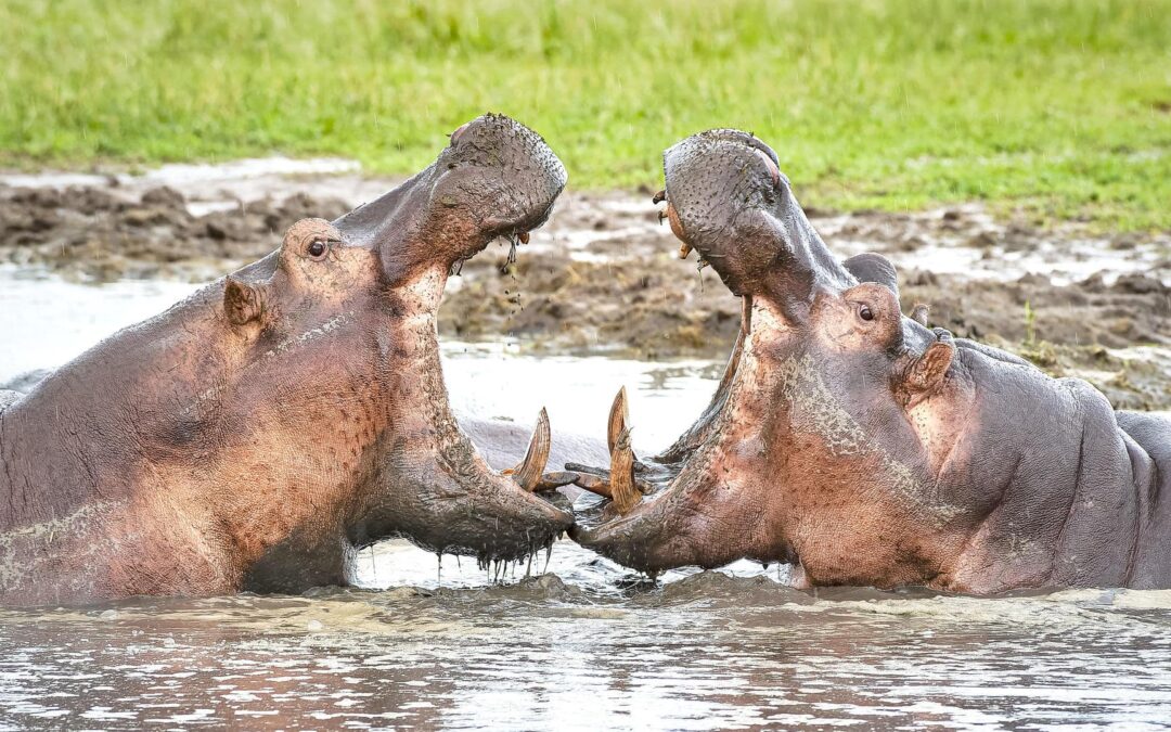Katavi National Park