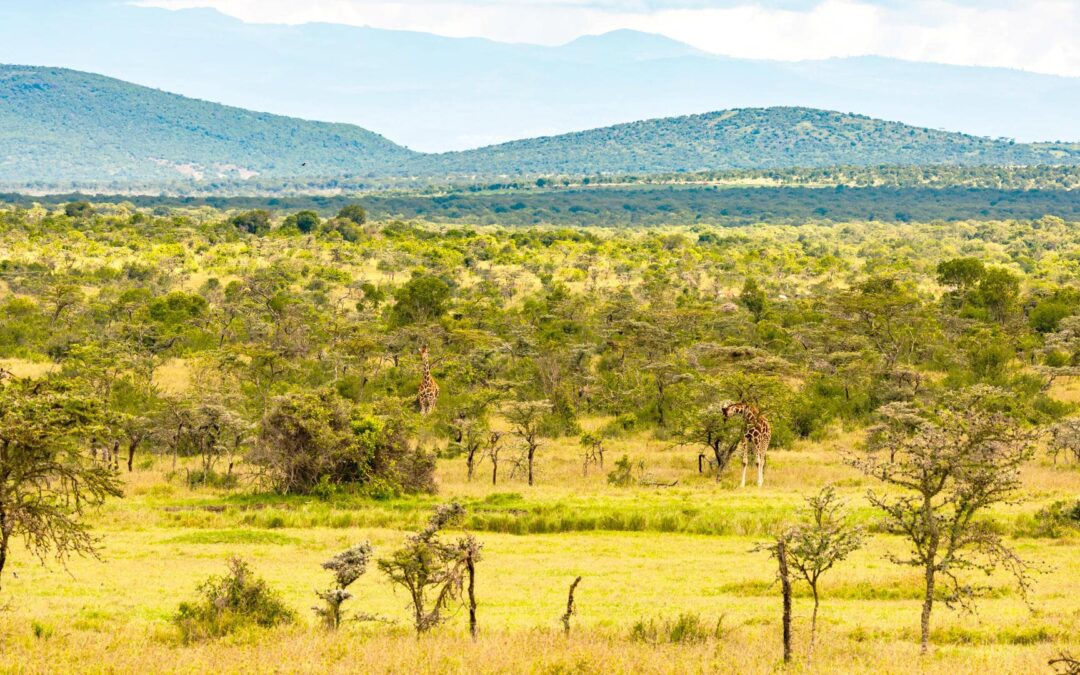 Laikipia South