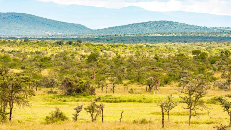Laikipia South
