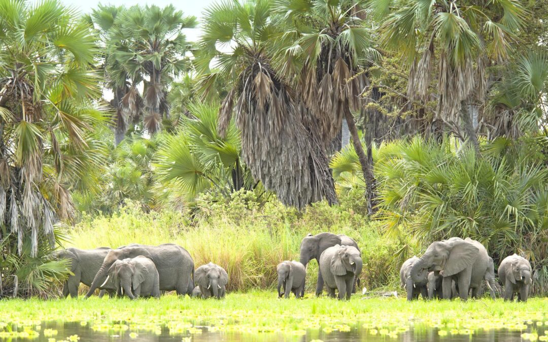 Nyerere NP (formerly Selous)