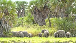 Nyerere NP (formerly Selous)